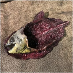 Other Rotted Fish Prop