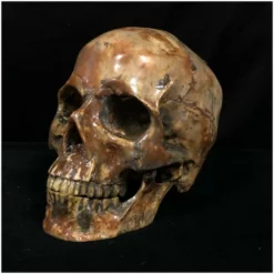 Other Deluxe Resin Skull