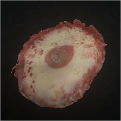 Mad About Horror Silicone Severed Boobs