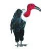 Other Black Feathered Vulture